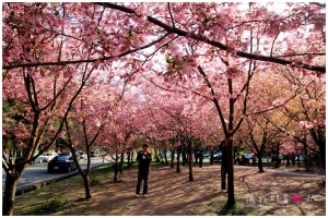 [台中]讓我們賞櫻去-武陵戀櫻午後時光