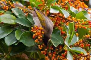 黑頭翁與白頭翁