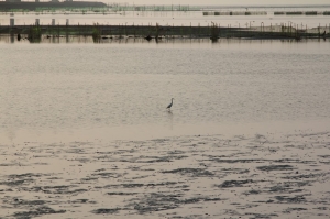 高美，夕陽，水鳥