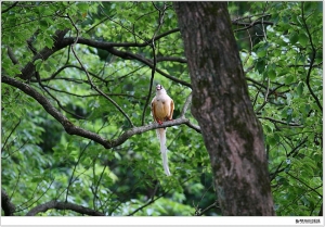 ● 藍鵲進化論&nbsp;&nbsp;By雙胞胎媽媽 ●