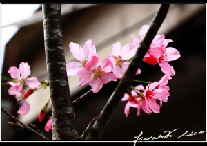 櫻花一張流