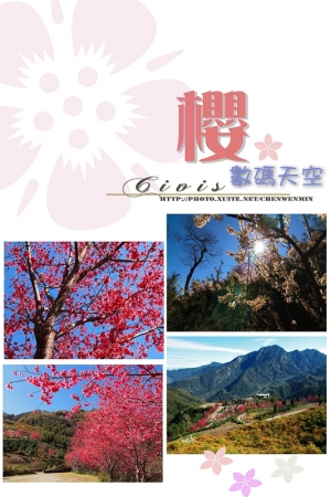 新竹賞櫻新選擇~數碼天空