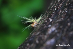 生態隨拍-10&nbsp;&nbsp;同翅目 蠟蟬科