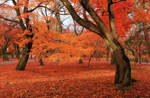 京都東福寺~一張流