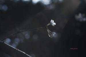 樱花盛开时~一张流~每日一贴~