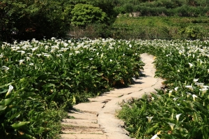 竹子湖海芋尾聲
