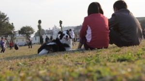 好多狗狗!!-安平林默娘公園