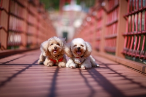 女王出遊~新竹晃晃(最近很夯的魚眼被我拿來拍人像XD)