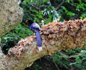 新竹 寶山水庫的台灣藍鵲