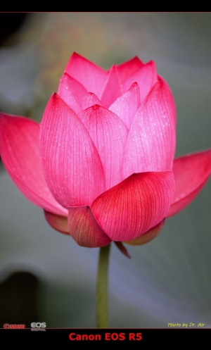 2024-6 城門谷賞荷