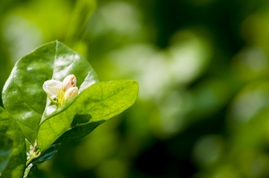茉莉花季