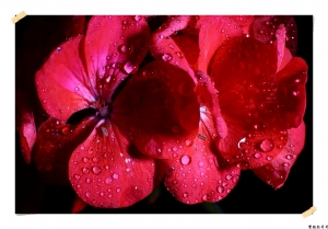 ●●●賣麵阿伯的花●●●By雙包胎哥哥