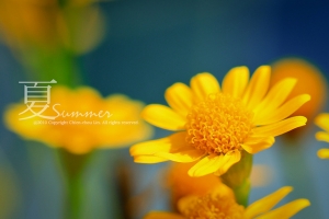 好熱的夏天...半夜睡不著爬起來發圖...