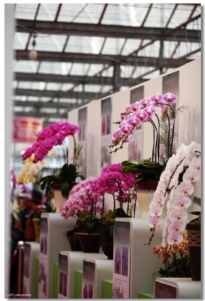2008台南烏樹林國際蘭展隨拍