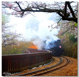 阿里山櫻花鐵道