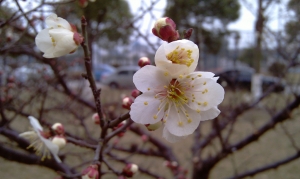 梅花一張流...