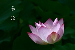 ●●●我用心來拍荷の百態●●●雙胞胎爸