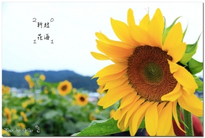 2011.11.26.新社花海