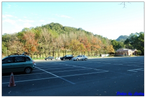 慈湖停車場兩旁   大樹氣到臉紅脖子粗