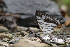 常見又美麗的蝶