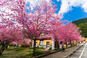 武陵歸來不看櫻