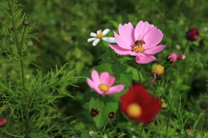 三重波斯菊