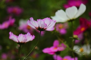 波斯菊