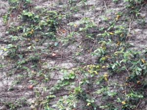 [SX50HS]文山福興里拜拜空檔小記