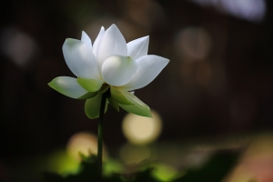 荷花季結束了