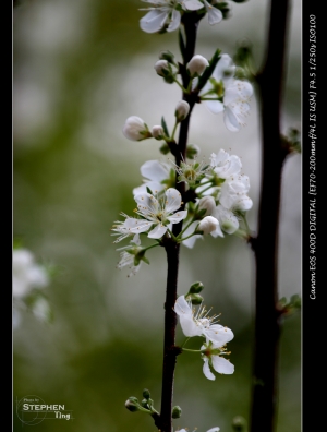花花世界(小小白IS)