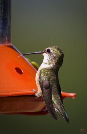 那些未說出口的鳥事..