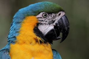 綠世界之鳥樂園