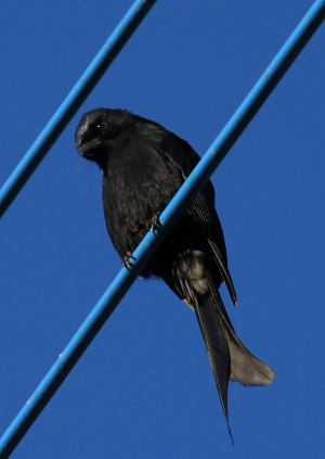 雪披九湖，菊馨芬芳