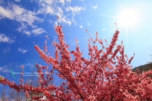 武陵農場 紅粉佳人 ☆ Sakura ．Snow