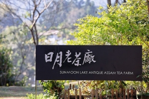 南投魚池鄉 日月老茶廠