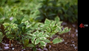 [GF2]::: Soft Bokeh 柔柔的散 by DV :::