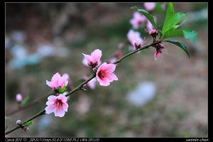 誰有桃花運(招桃花的請進)
