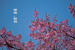 櫻花羽~