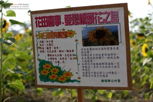 橋頭鄉 捷運站外 向日葵花海