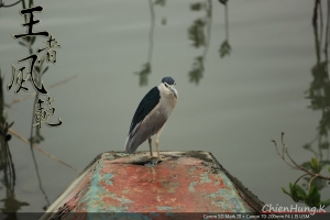 5D MARK III + 70-200mm F4 L IS USM 關渡打鳥