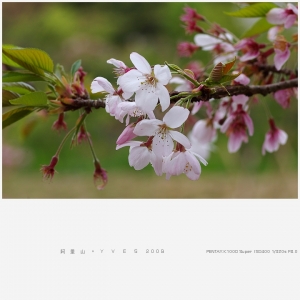 花季"末"了 阿里山遊記 (20P)