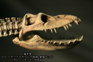 1/1蛇頸龍骨架模型