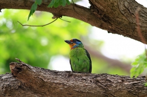 456打鳥記 - 五色鳥繁殖記-2