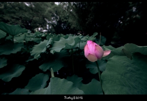 南翔古猗园首次拍荷花~请大师们轻拍~~