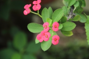 本草網目：草本篇