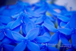 新加坡植物園一組多彩植物 Singapore Botanic Garden