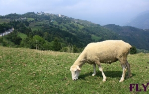 孩子王遊記第五部