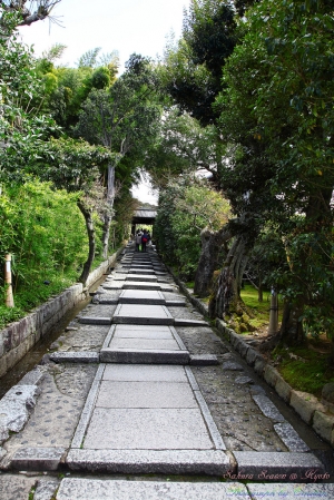 Kyoto, Japan - 桜の降りしきる京都 - VOL 4.2 - 高台寺