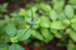 校園隨拍2  bevis