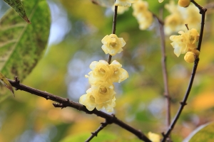 蠟梅處處香---你看過蠟梅嗎?